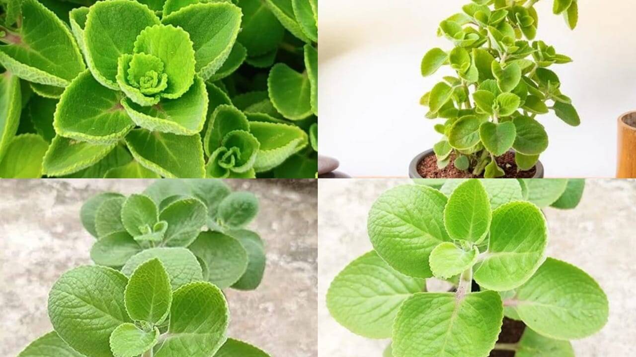 How to grow fresh Omam leaves at home; plus 5 health benefits you should know
