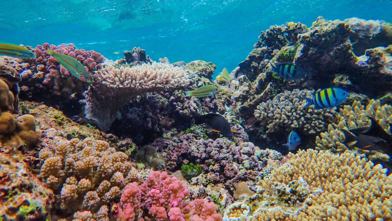 Pollution drains energy from Hawaii corals, worsening survival in warming seas