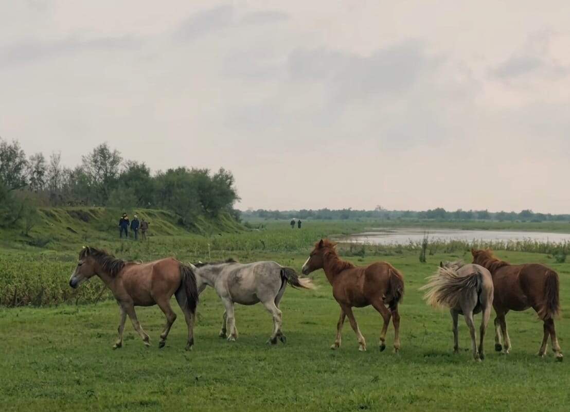 9eccd7d9-fe6d-468c-87b0-bda704dab52e_Feral_horses_.jpg