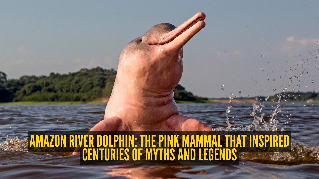 Amazon river dolphin: The pink mammal that inspired centuries of myths and legends