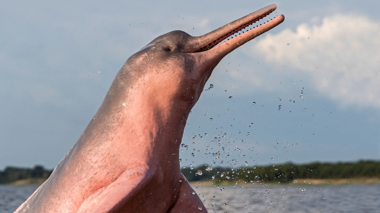 Amazon River Dolphin​