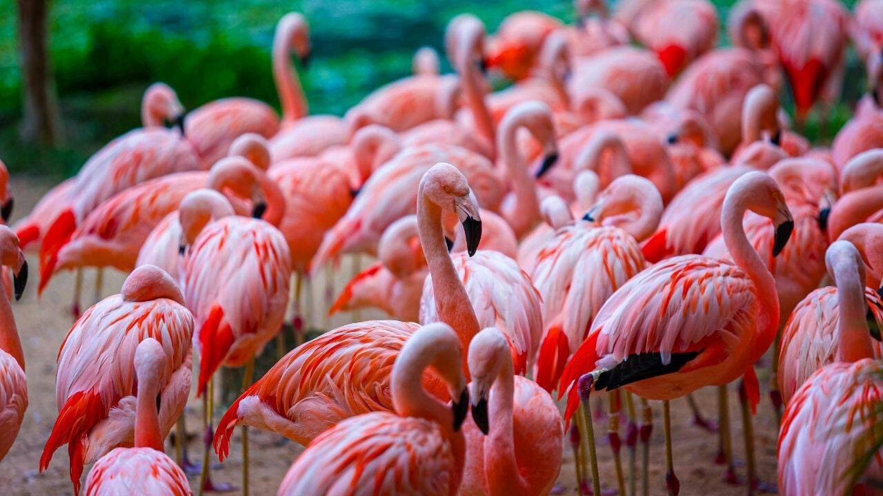 India's first AI-Powered bird sanctuary is coming to Maharashtra (1)