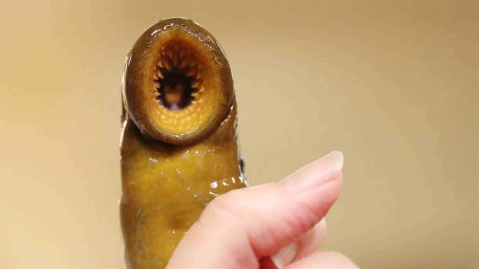 Arrival of sea lampreys<br><br>