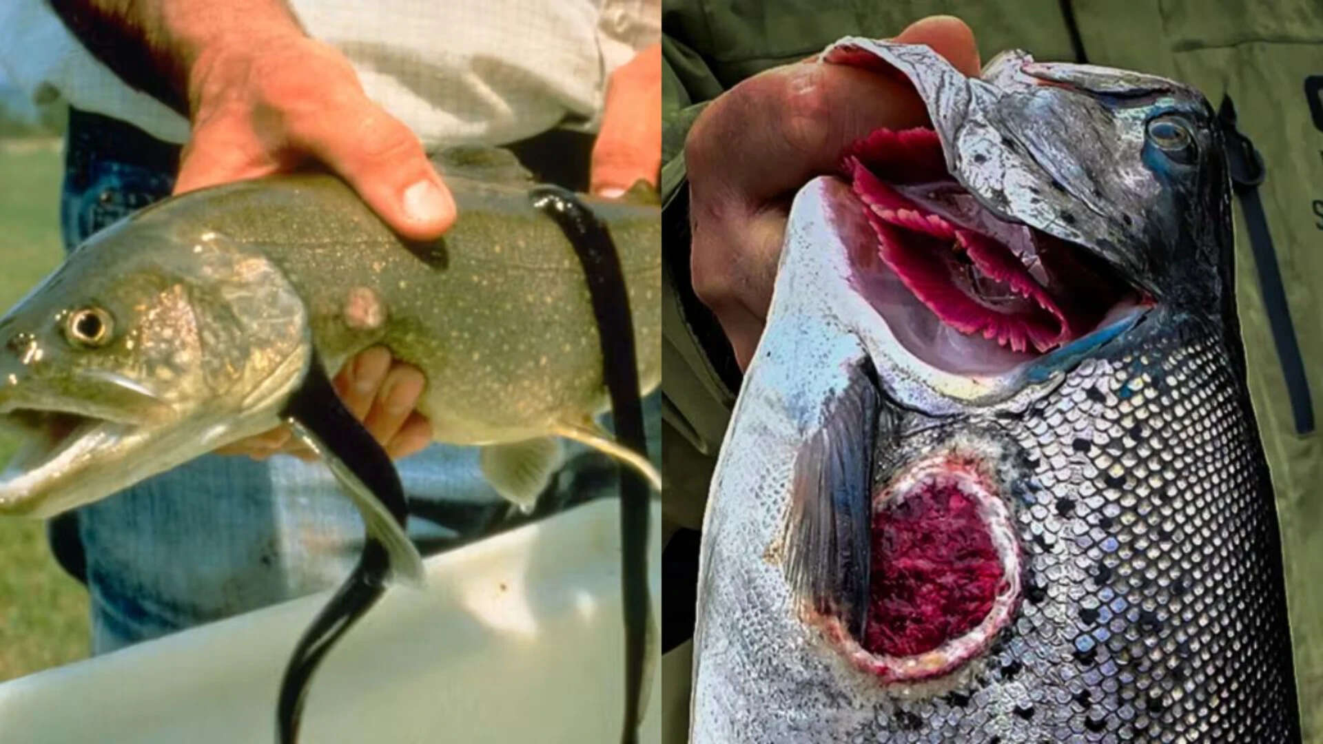 Loss of native fish<br><br>
