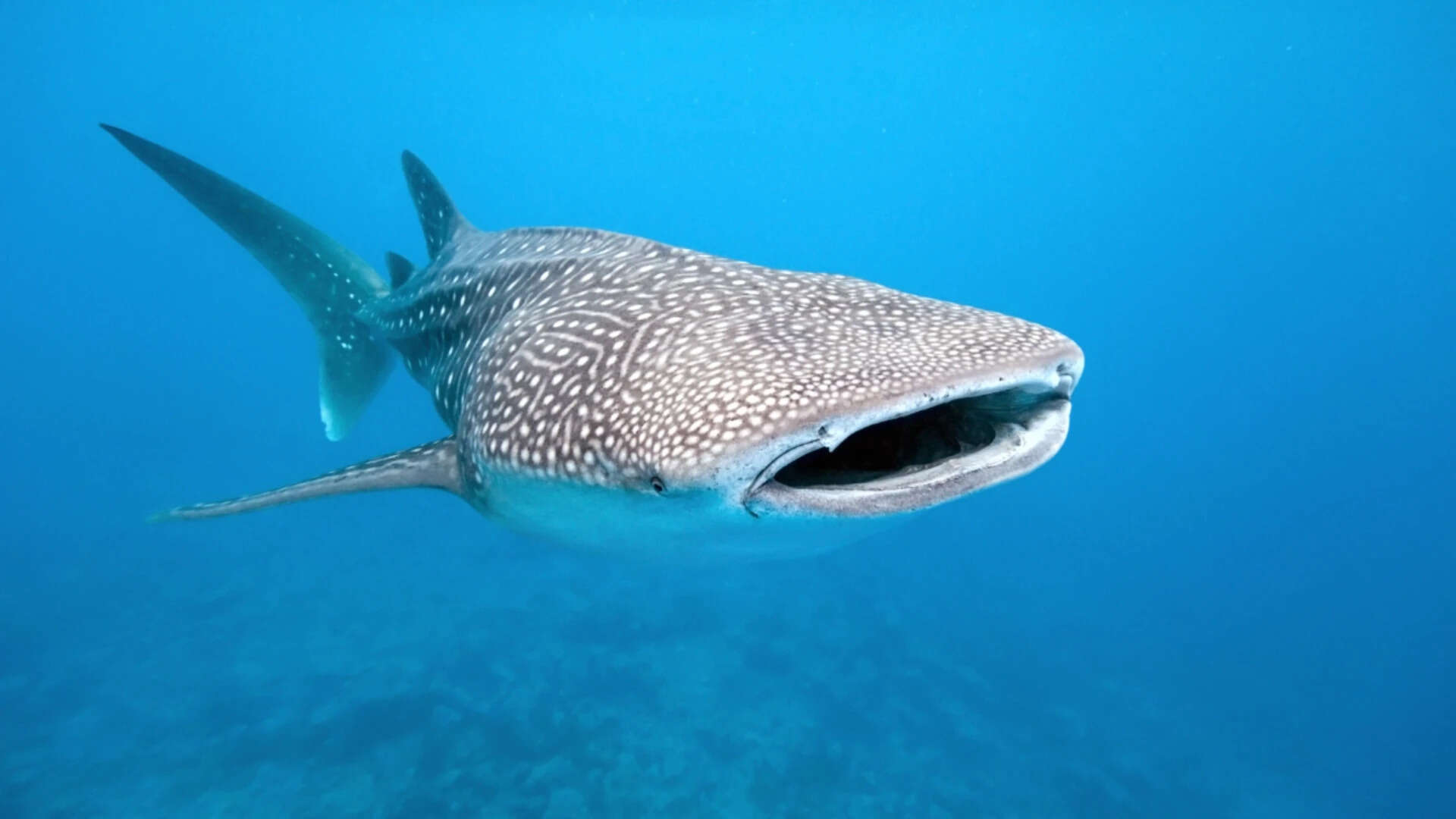 secret lives of whale sharks