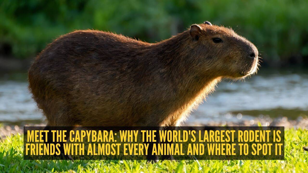 Meet the capybara: Why the world's largest rodent is friends with almost every animal and where to spot it