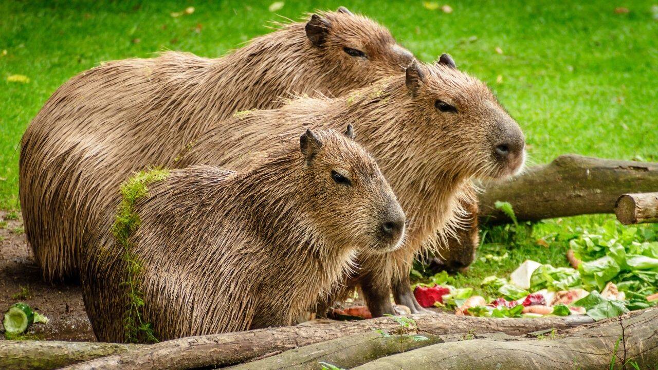 Three Capybaras