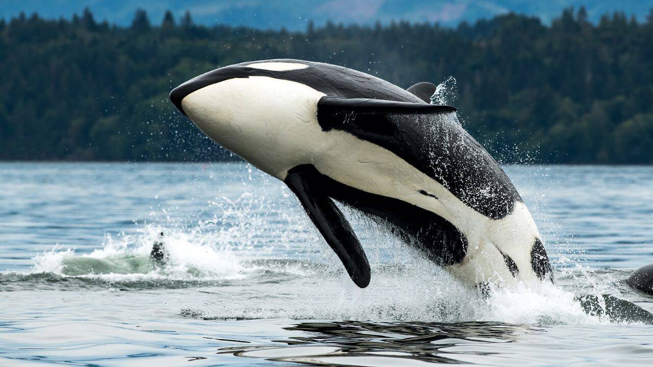 Just over 70 killer whales remain. California may give them new protection
