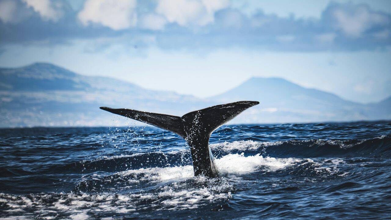 Killer Whale
