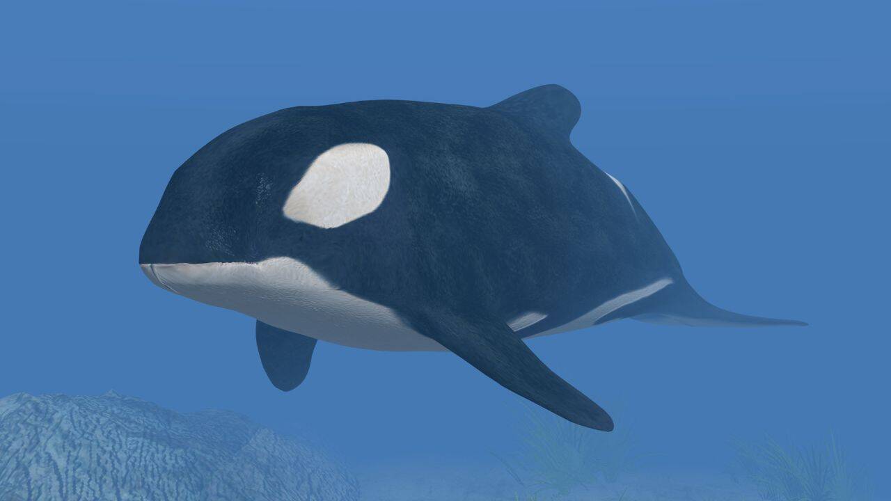 Killer Whale