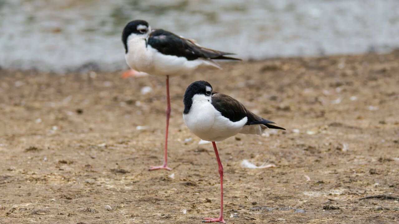 From 200 to 1,500: Hawaii's Aeʻo bird recovery is a conservation success story