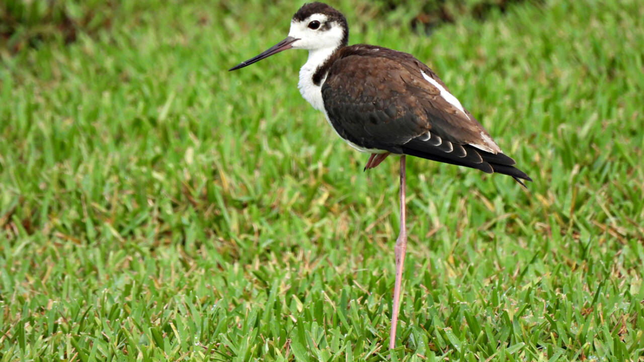The U.S. Fish and Wildlife Service