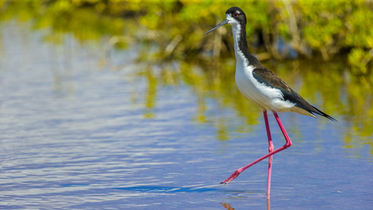 How did the wetland restoration helped