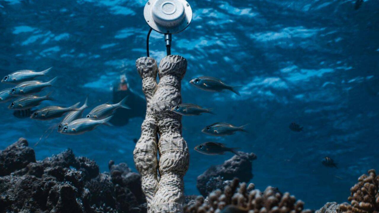 Underwater loudspeakers turned silent reefs into living soundscapes