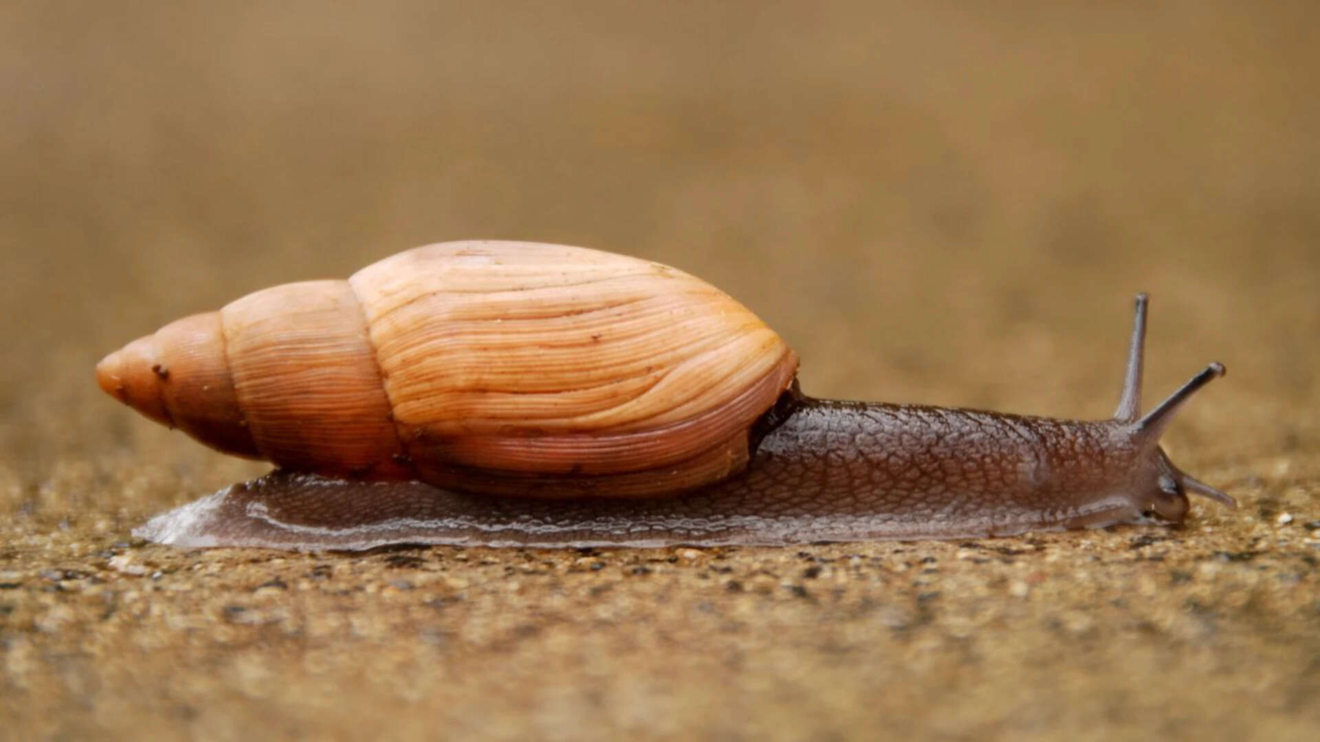 In 1955, Hawaii released a cannibal snail to control another invasive snail, but the predator…
