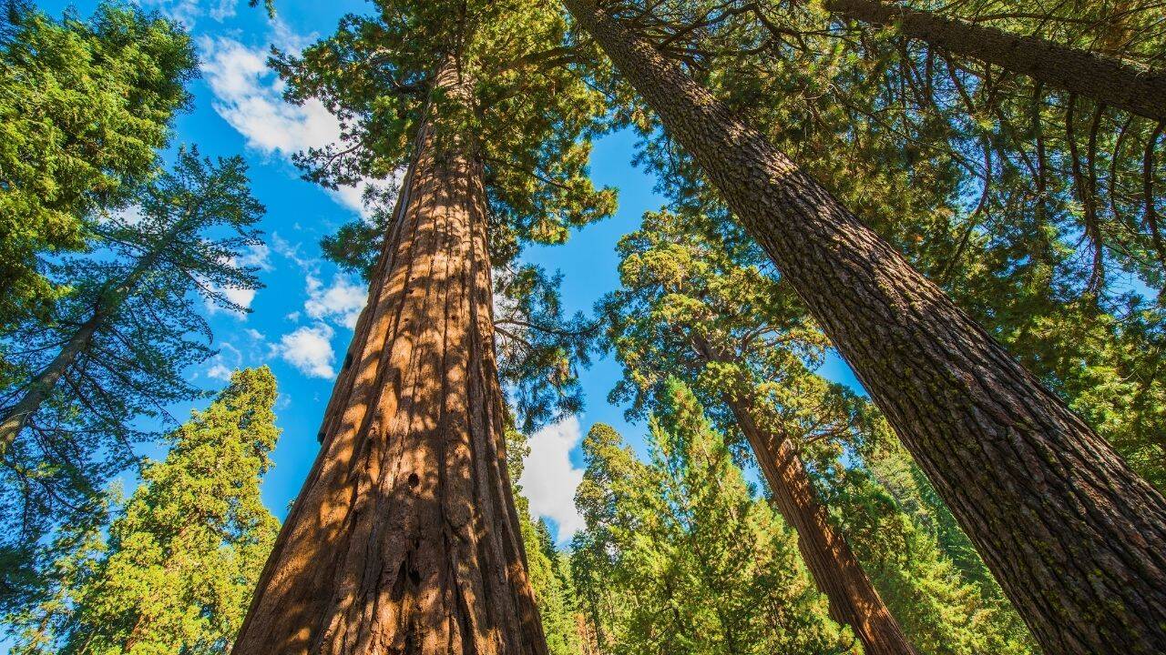 Sequoias’ survival hinges on fire management; researchers urge expanding controlled burns to protect forests