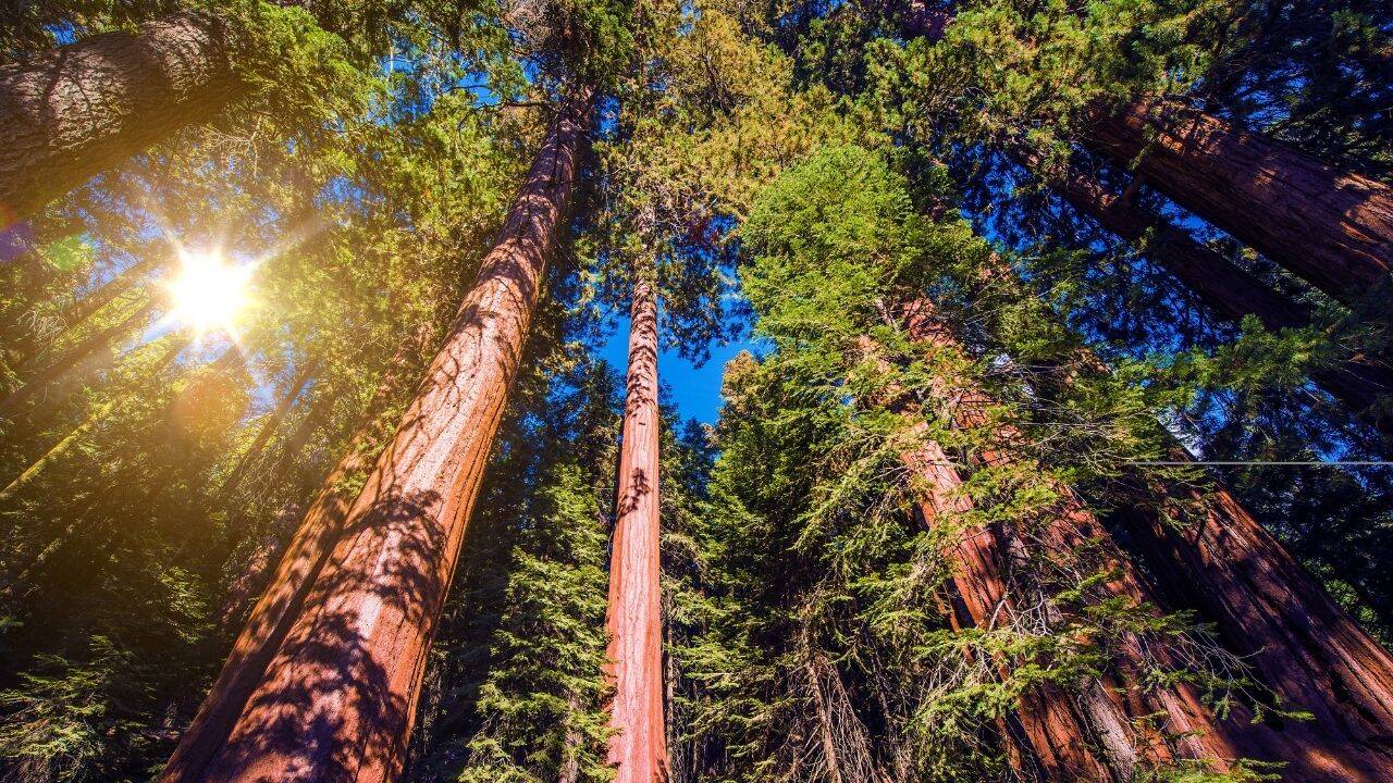 Giant sequoias