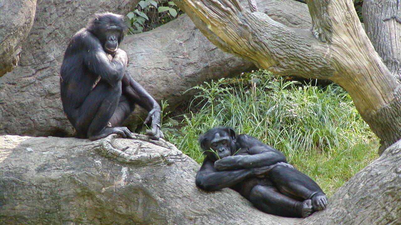 Bonobos