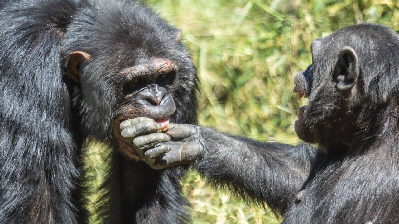 Vulnerable contact which is common during tense competitive periods in chimpanzees