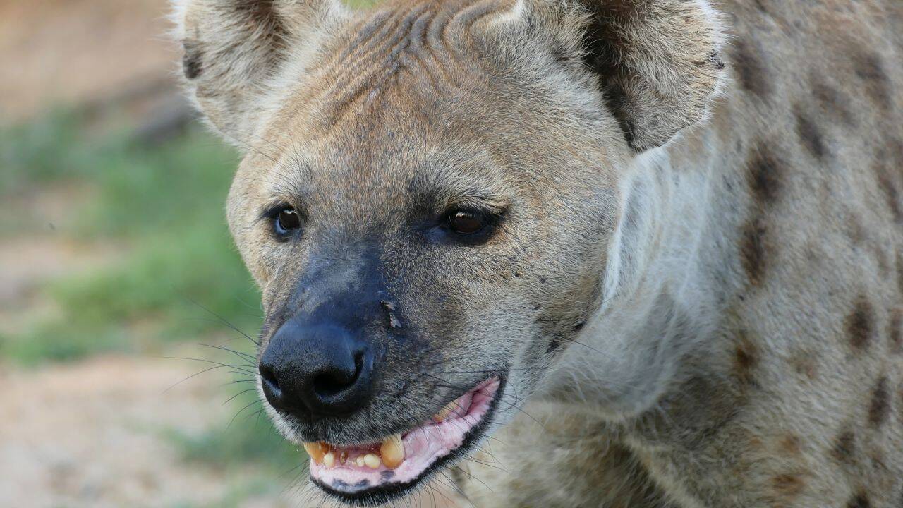 Hyenas Have A Secret Language Of Facial Expressions And Sounds That Hyenas Have A Secret Language Of Facial Expressions And Sounds That