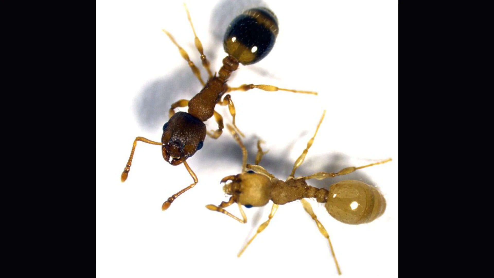 A tapeworm infects ants and makes them live several times longer by turning their bodies into…