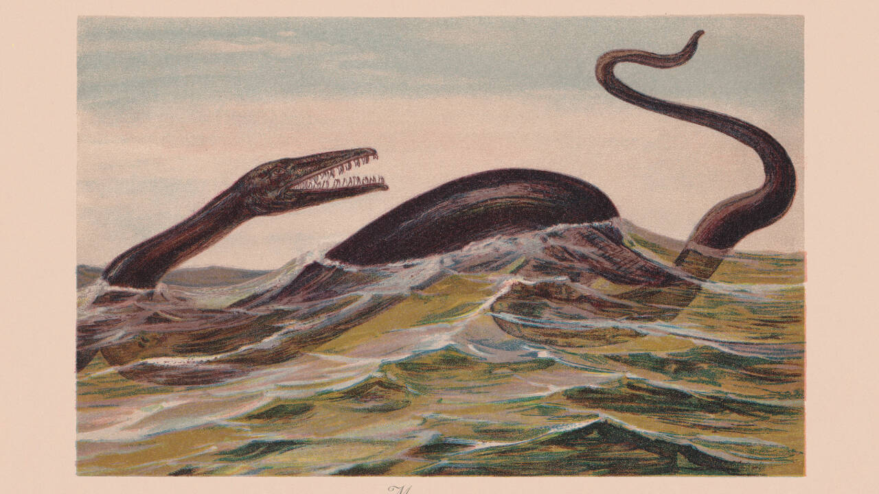 30-year-old fossil in Japanese museum rock may be unknown sea reptile