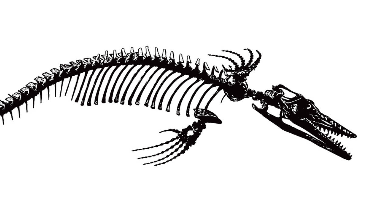 The first mosasaur fossil from Japan