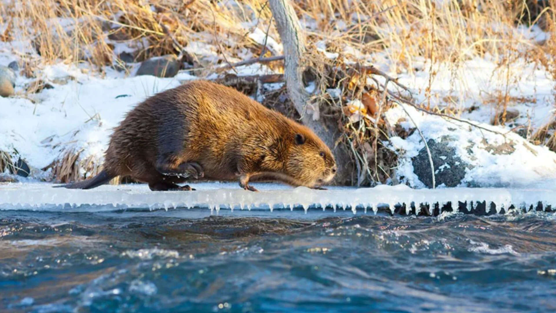 Climate change is driving beavers into Canada's Arctic, where they are reshaping the landscape