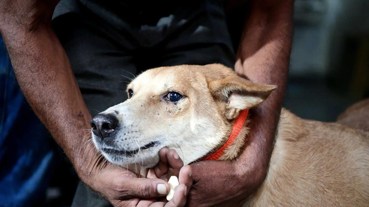 Delhi High Court Takes Suo Motu Cognisance of Stray Dog Bite Incidents