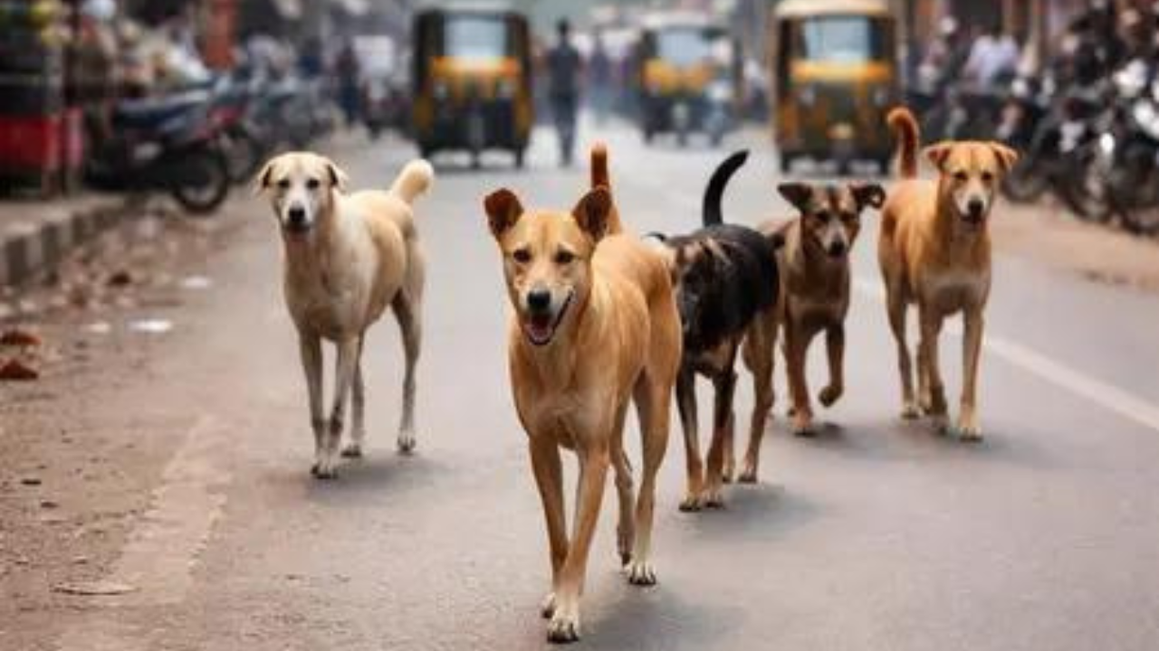 Bite incidents every day: Delhi HC takes up stray dog issue, launches suo motu PIL