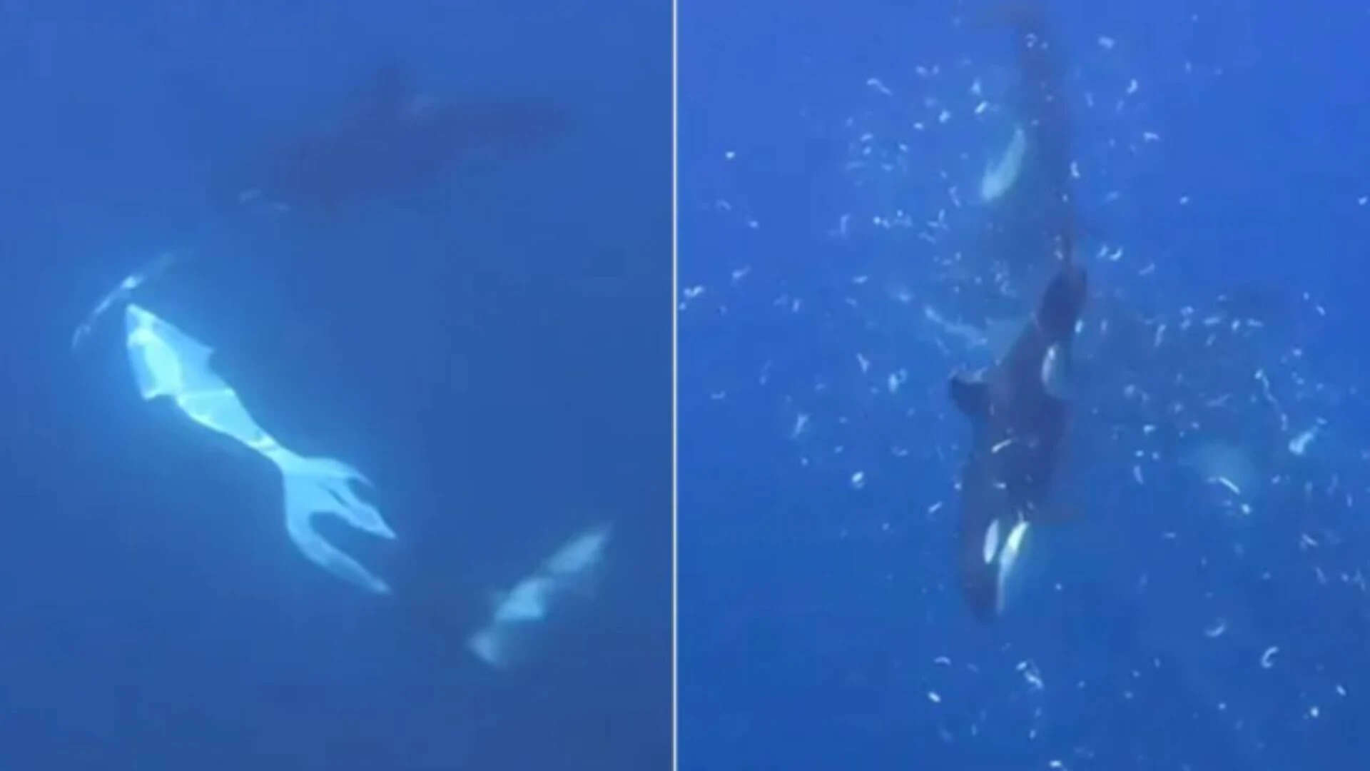 Orcas filmed tearing apart giant Sunfish with new hunting technique