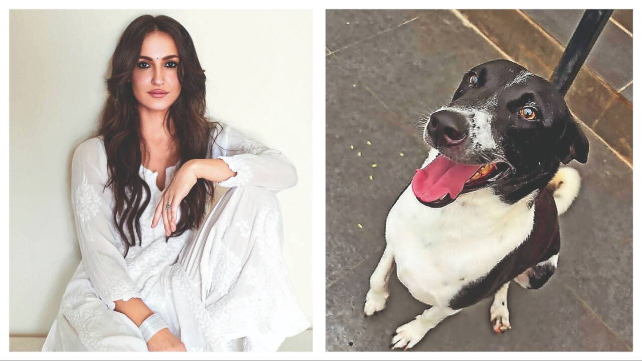 Elli AvrRam: I’ve always wanted a dog and virtual adoption felt like the perfect first step