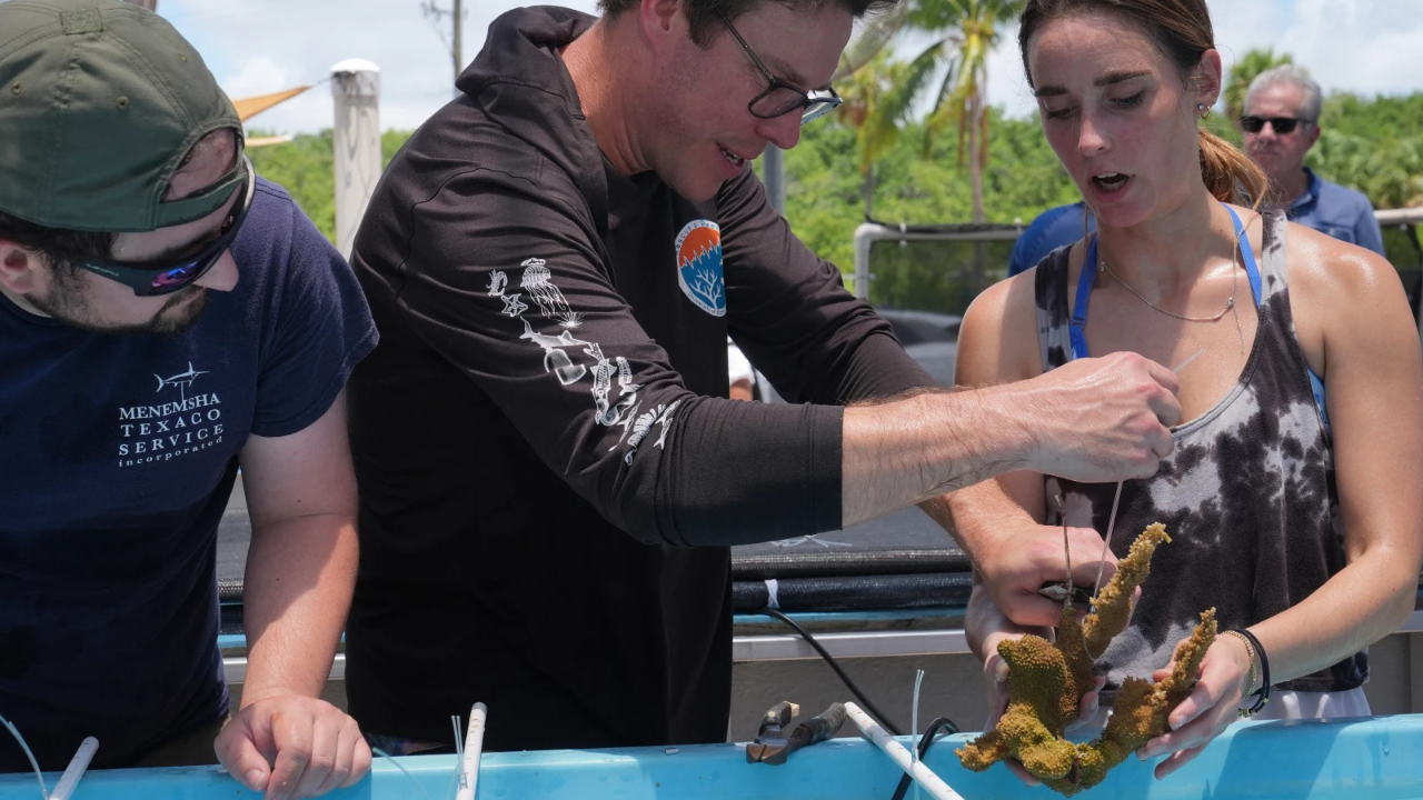 Florida scientists bring endangered elkhorn coral ashore fearing another heatwave could drive it to extinction
