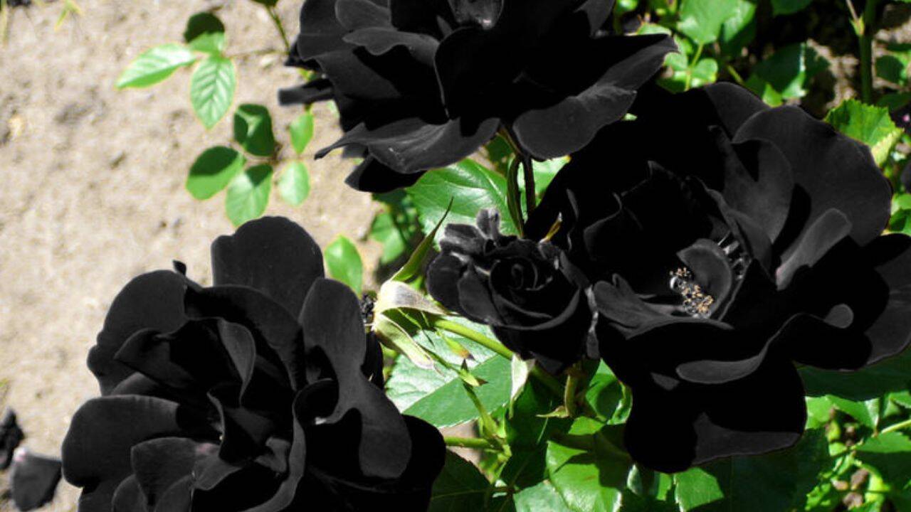 These rare 'black roses' grow naturally in only one region of Turkey, and this natural wonder is known as 'Louis XIV
