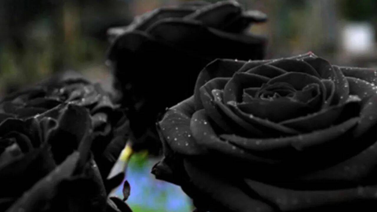 What makes Turkey's black roses so special