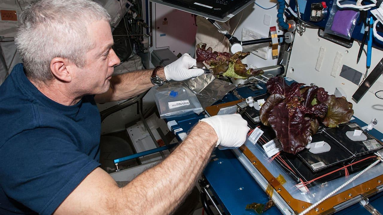 An astronaut caring for plants inside the Veggie growth chamber, part of NASA's long-running research into producing fresh food during extended space missions.