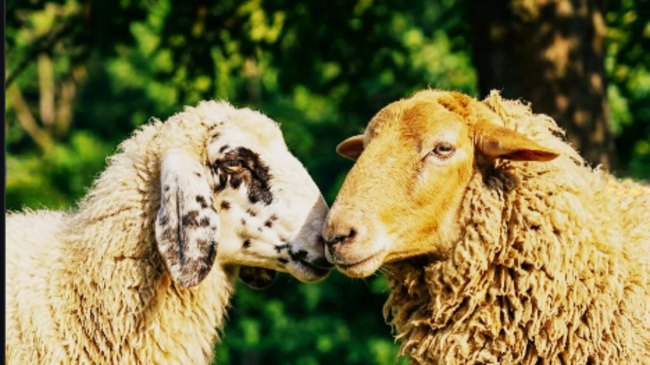 Ever met gay sheep?<br><br>