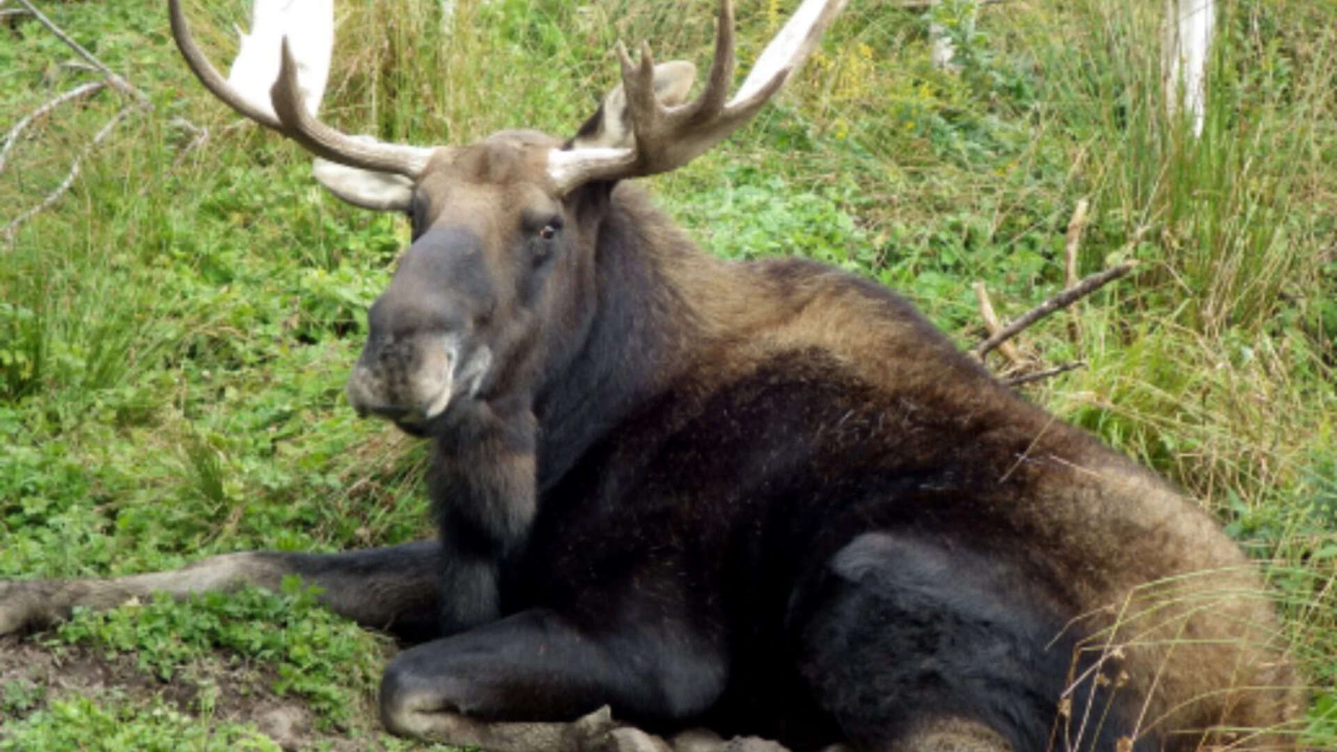 How four Moose released in 1904 ended up reshaping Newfoundland's forests forever