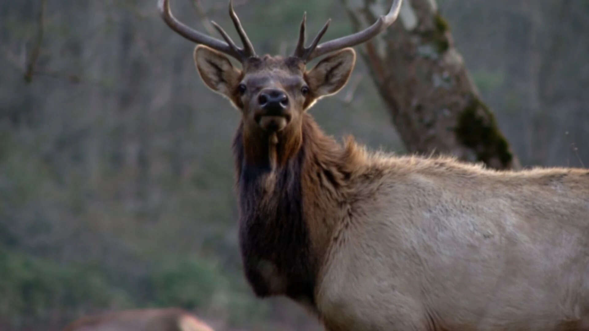 North Carolina to hold first Elk hunt In 2027 after rebuilding herd over 25 years