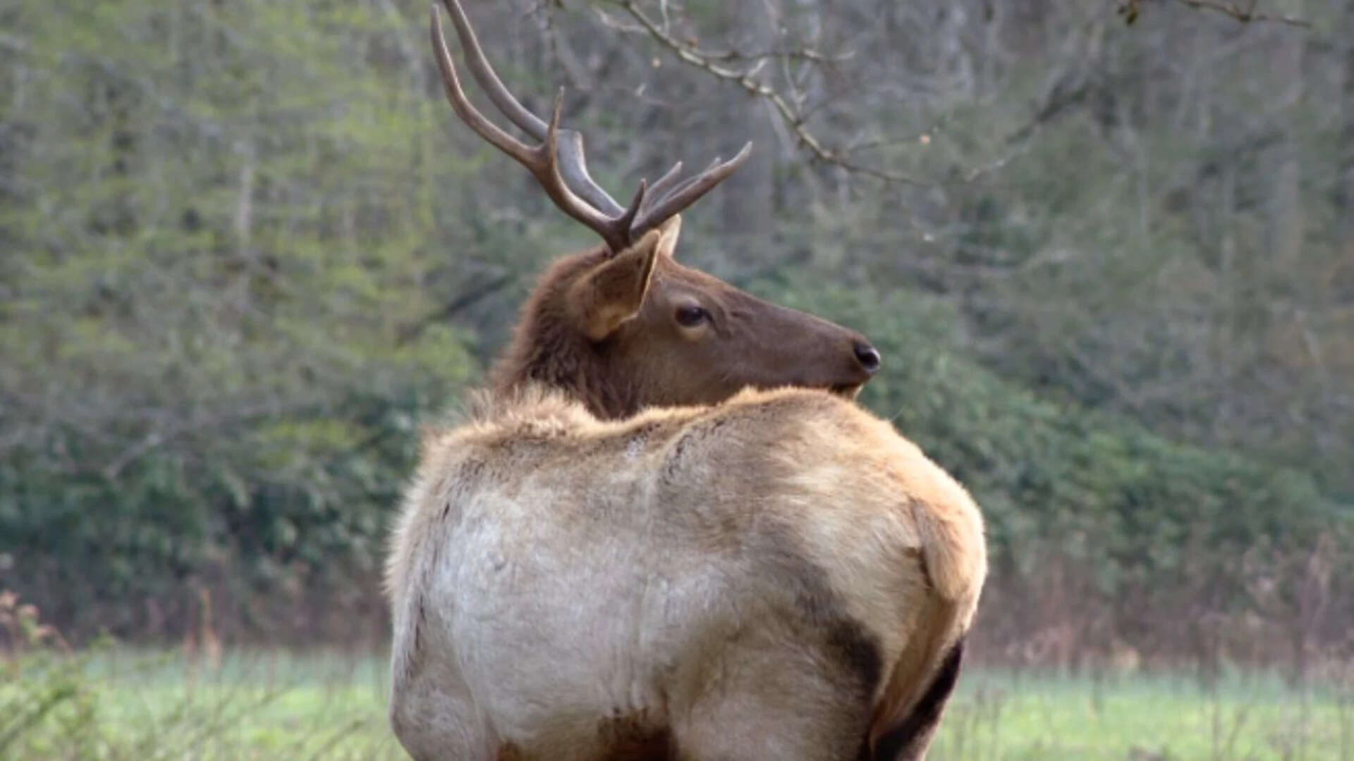 Elk in western North Carolina. (Photos: WLOS)