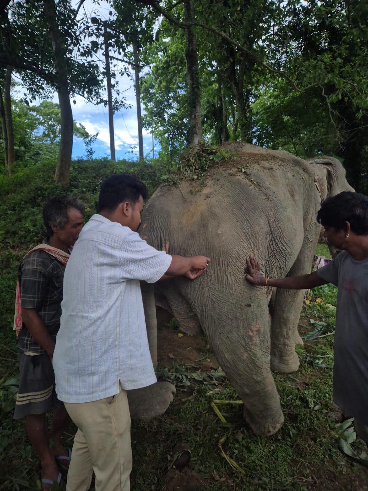 7c03c4bb-74ab-4db7-9bb3-1354a33497aa_Elephant_.jpg