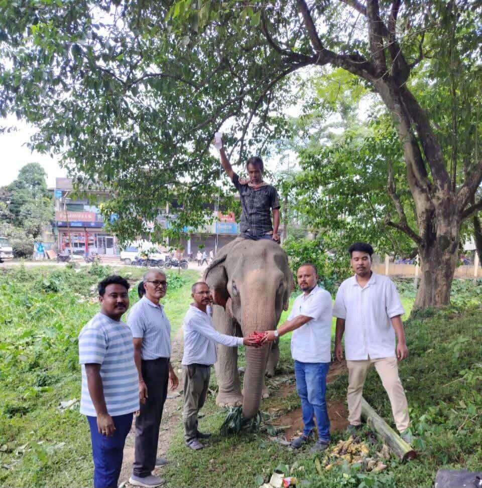 7775db3b-baea-478e-9d9e-b6fdf06af67a_The_elephant_.jpg