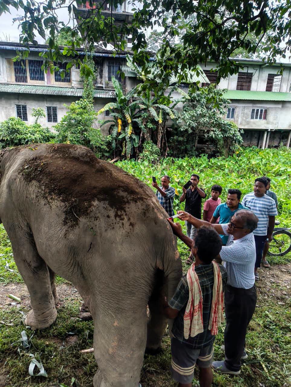 f9854896-26d6-4dbb-8b9a-8b7fb5d75564_Elephant._.jpg