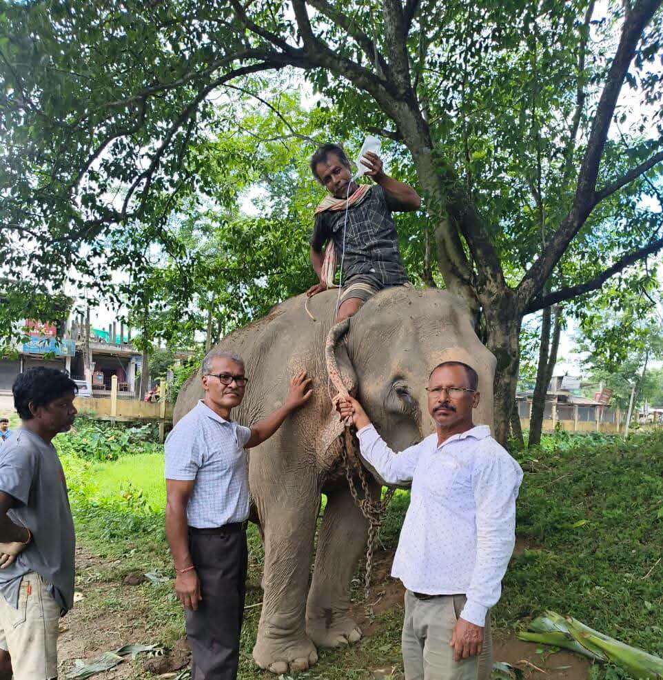 676828ad-2890-43b9-887d-59f95e12fd2e_Saline_to_elephant.jpg