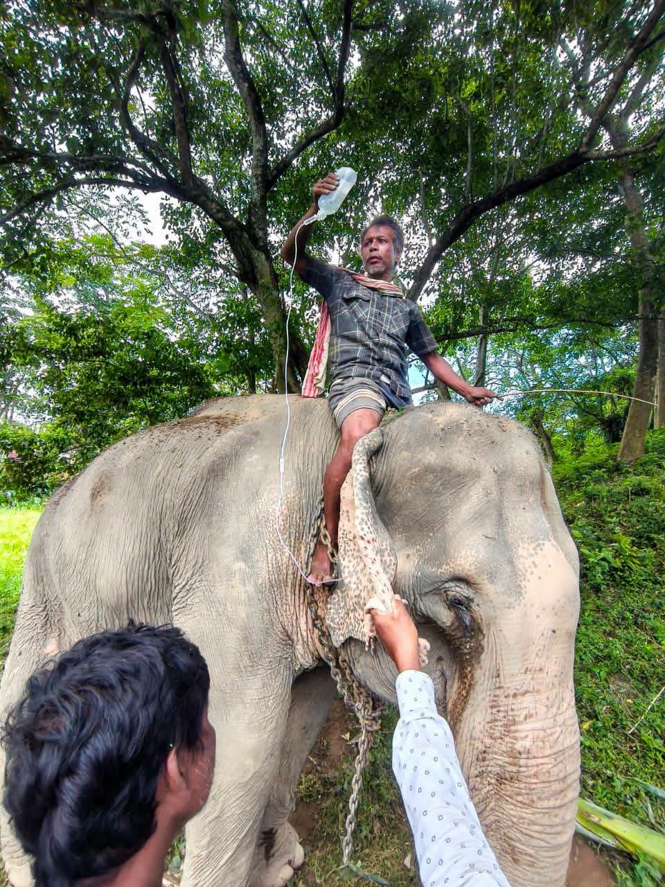 dfd69535-f74a-401e-9226-09d491d7c5a5_Elephant...jpg