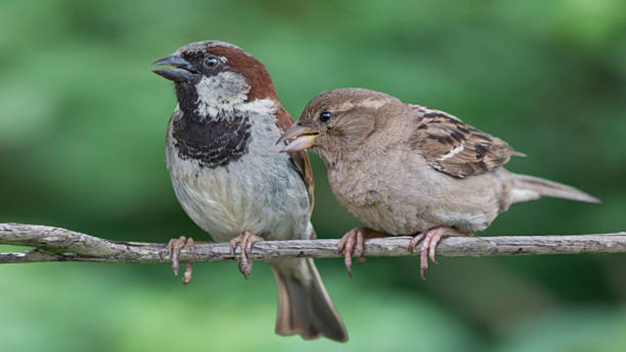House sparrows were brought to America to eat insects. Then everything changed