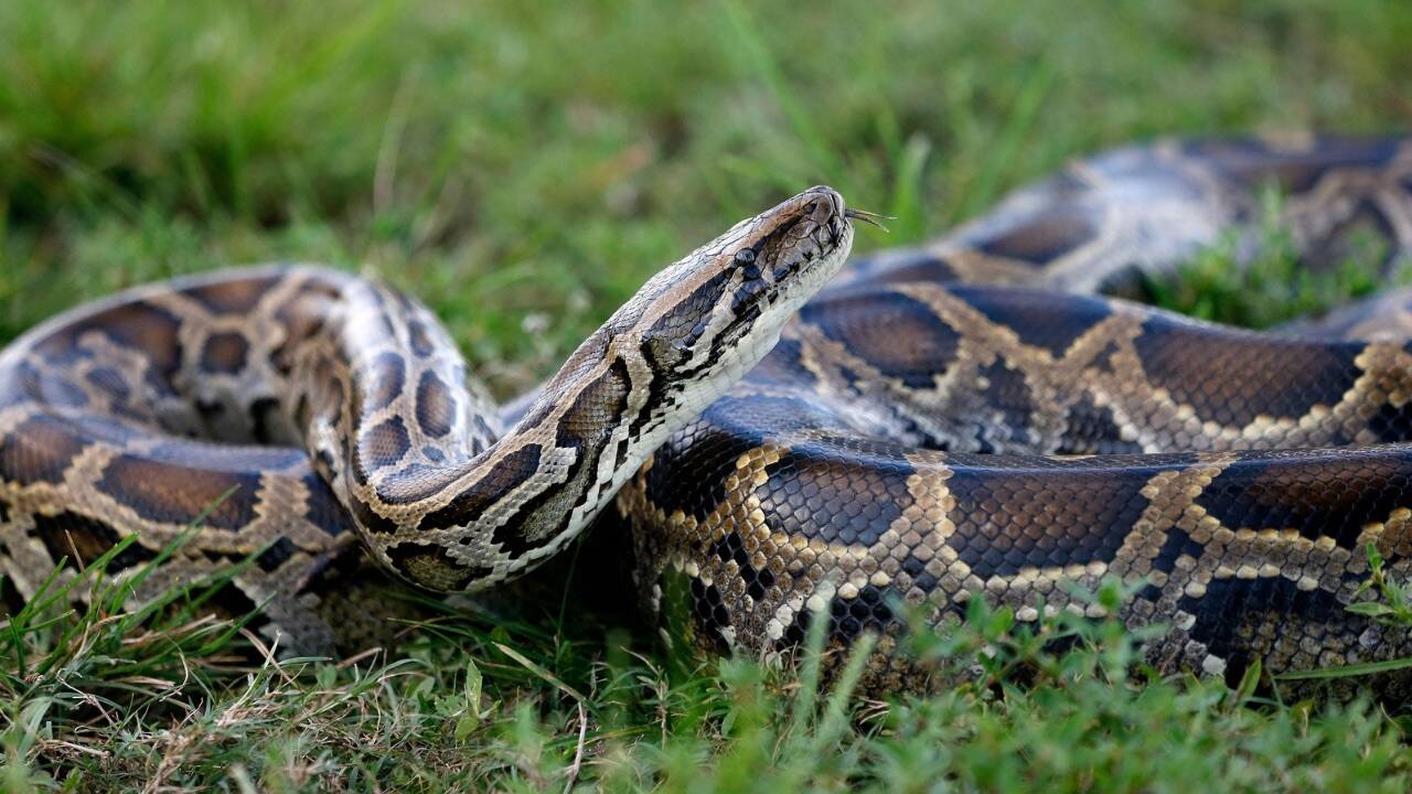 In 1992, Hurricane released Burmese Pythons into Florida's wild