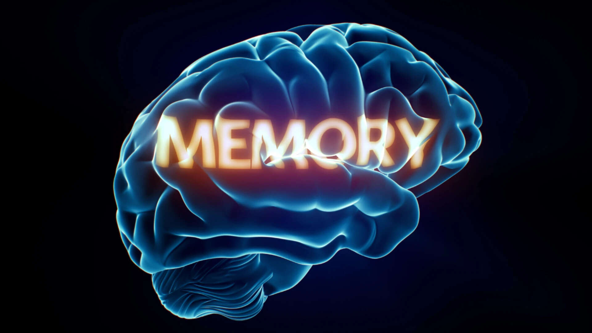 Brain