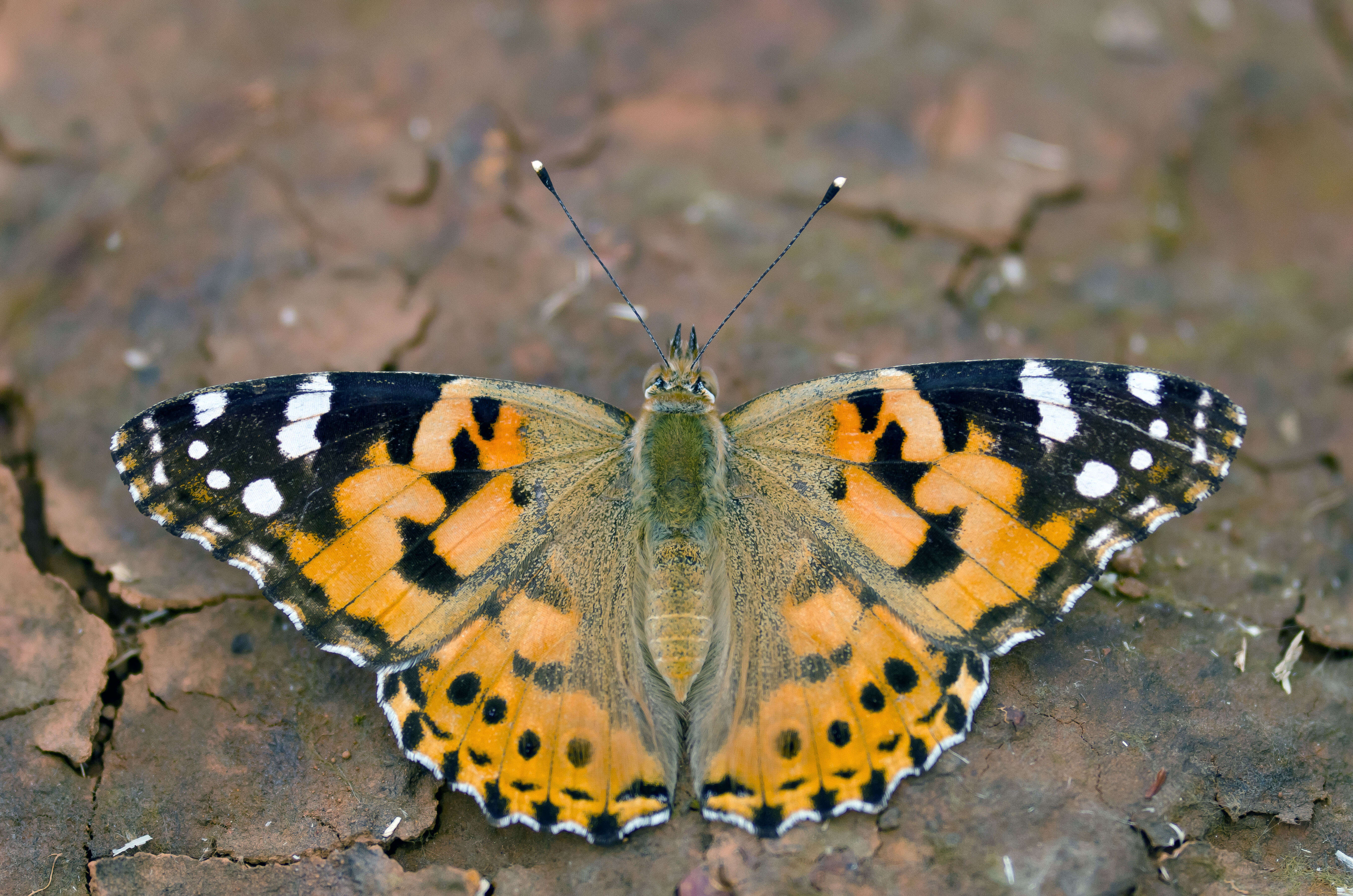 PaintedLady