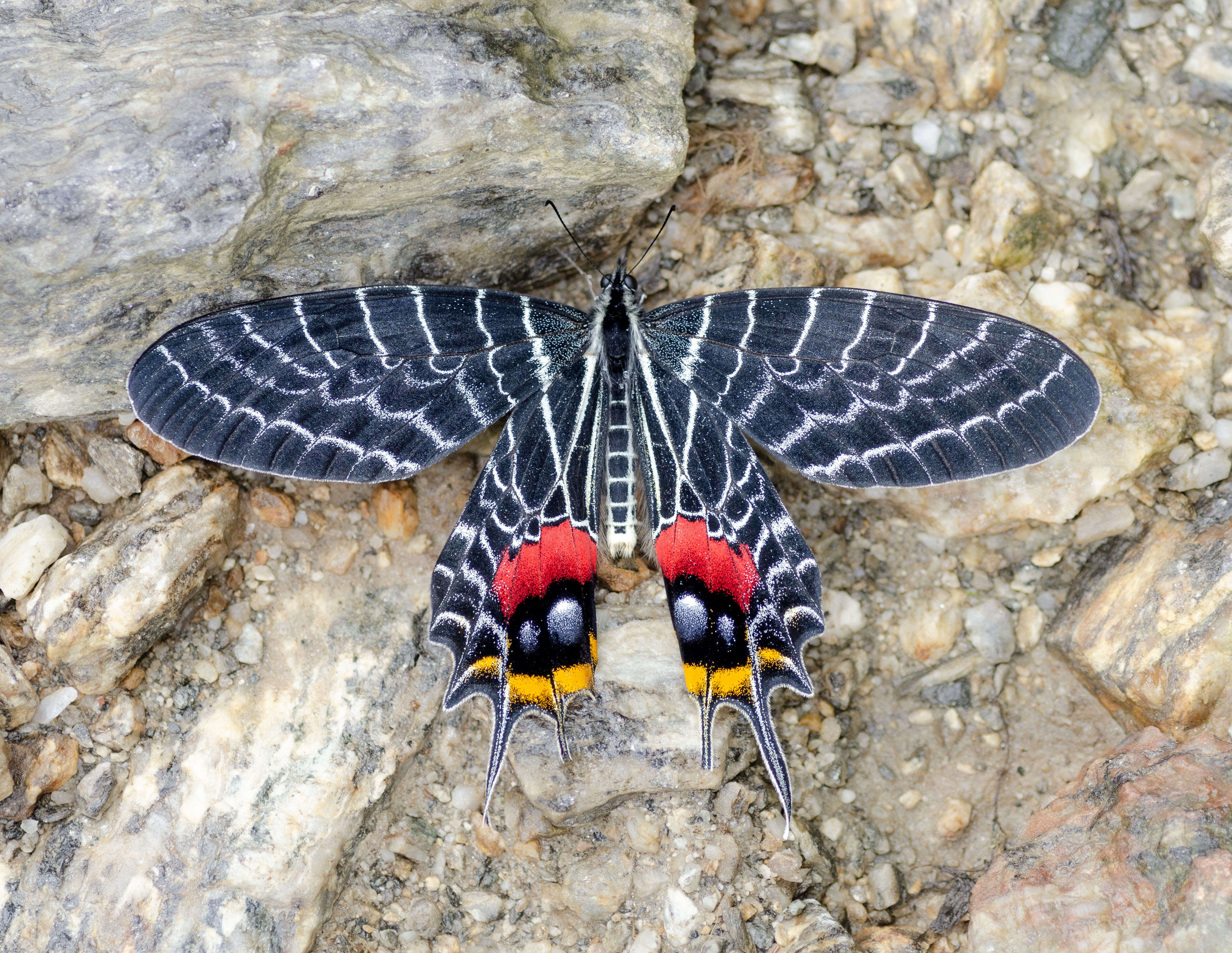 BhutanGlory